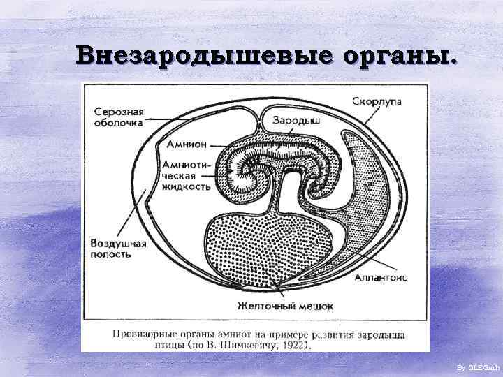 Внезародышевые органы. By OLEGarh 