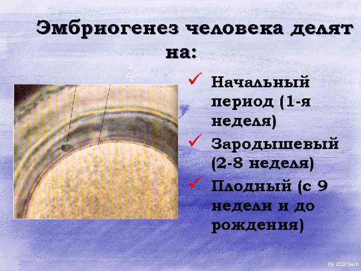 Эмбриогенез человека делят на: ü Начальный ü ü период (1 -я неделя) Зародышевый (2