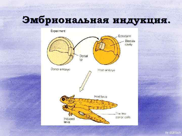 Эмбриональная индукция. By OLEGarh 