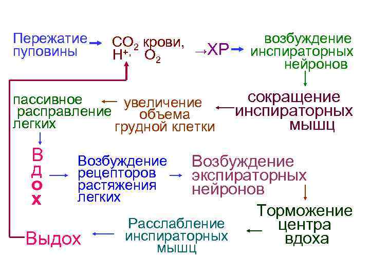 Пережатие пуповины СО 2 крови, →ХР Н+, О 2 пассивное увеличение расправление объема легких