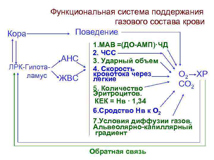 Кора ЛРК-Гипоталамус Функциональная система поддержания газового состава крови Поведение АНС ЖВС 1. МАВ =(ДО-АМП)·ЧД