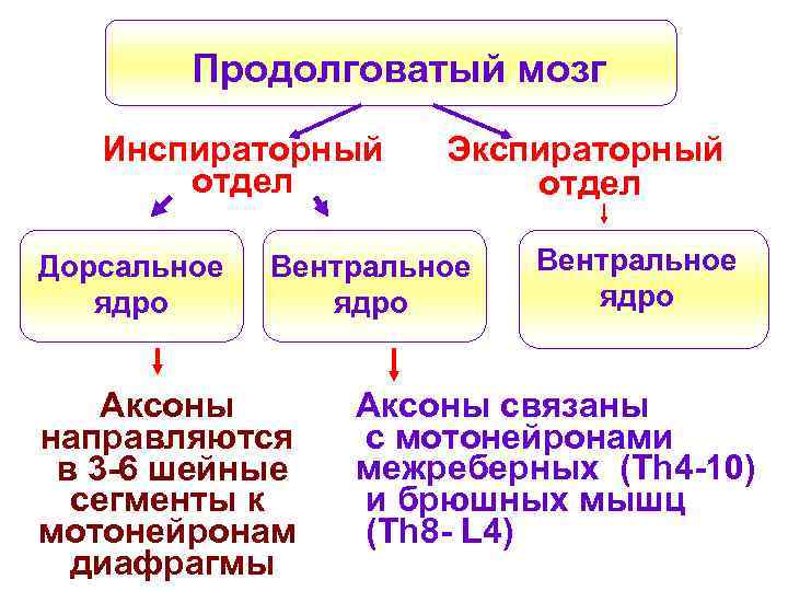 Продолговатый мозг Инспираторный отдел Дорсальное ядро Экспираторный отдел Вентральное ядро Аксоны направляются в 3