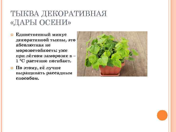 ТЫКВА ДЕКОРАТИВНАЯ «ДАРЫ ОСЕНИ» Единственный минус декоративной тыквы, это абсолютная не морозостойкость: уже при