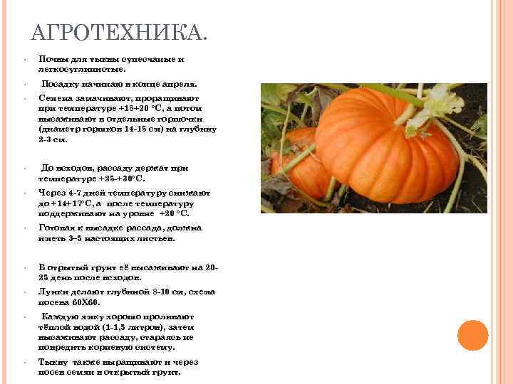 АГРОТЕХНИКА. • • Почвы для тыквы супесчаные и легкосуглинистые. Посадку начинаю в конце апреля.