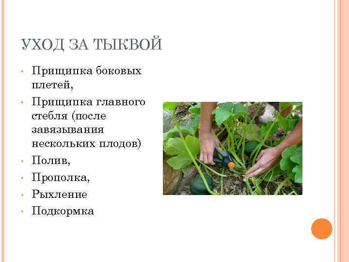 УХОД ЗА ТЫКВОЙ • • • Прищипка боковых плетей, Прищипка главного стебля (после завязывания