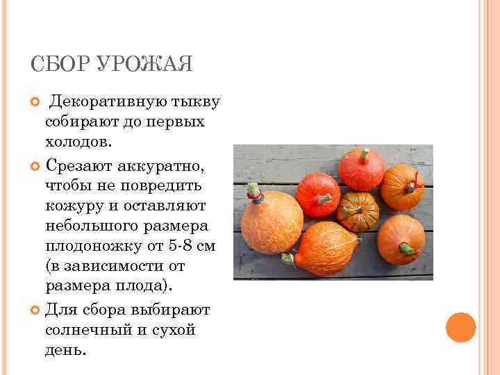 СБОР УРОЖАЯ Декоративную тыкву собирают до первых холодов. Срезают аккуратно, чтобы не повредить кожуру