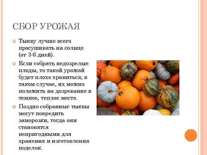 СБОР УРОЖАЯ Тыкву лучше всего просушивать на солнце (от 3 -6 дней). Если собрать