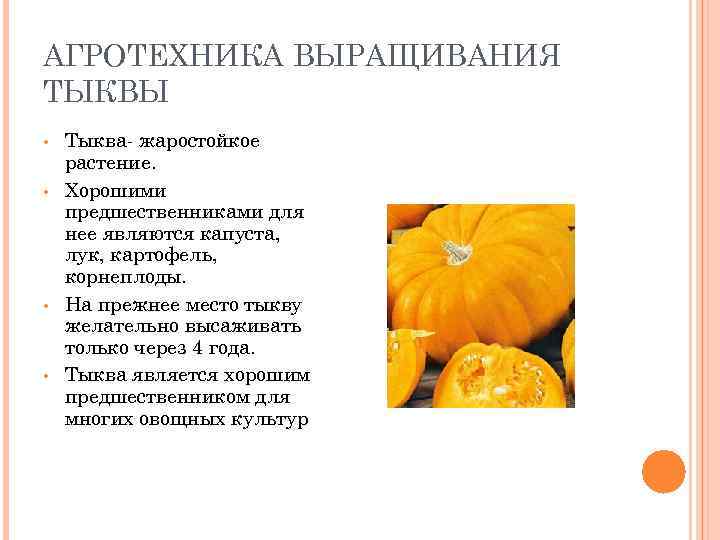 АГРОТЕХНИКА ВЫРАЩИВАНИЯ ТЫКВЫ • • Тыква- жаростойкое растение. Хорошими предшественниками для нее являются капуста,