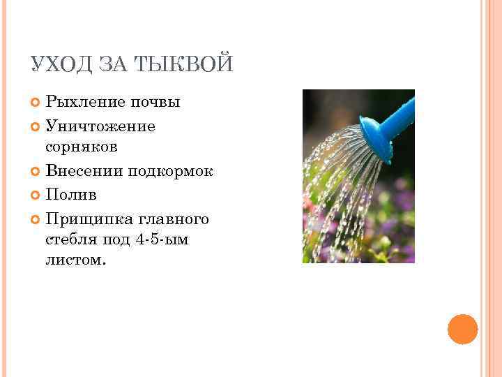 УХОД ЗА ТЫКВОЙ Рыхление почвы Уничтожение сорняков Внесении подкормок Полив Прищипка главного стебля под