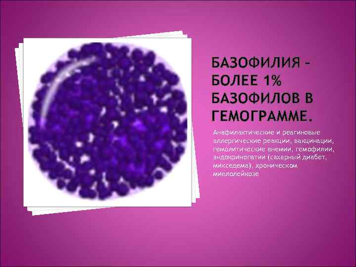 БАЗОФИЛИЯ – БОЛЕЕ 1% БАЗОФИЛОВ В ГЕМОГРАММЕ. Анафилактические и реагиновые аллергические реакции, вакцинации, гемолитические