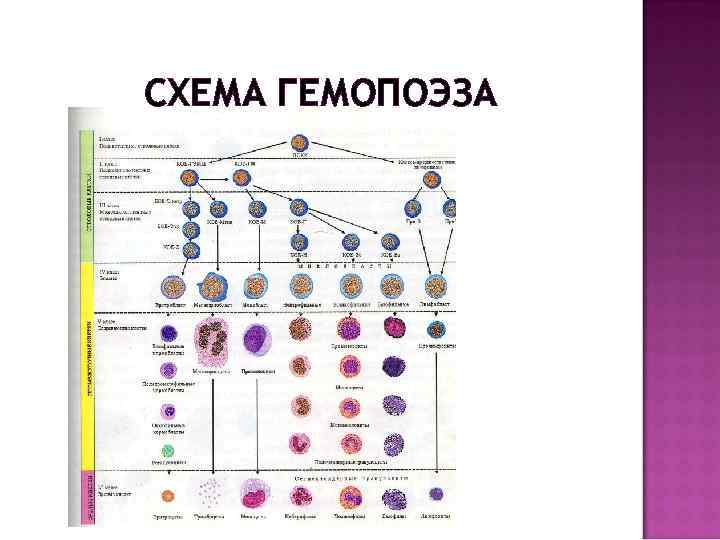 Схема гемопоэза включает классы