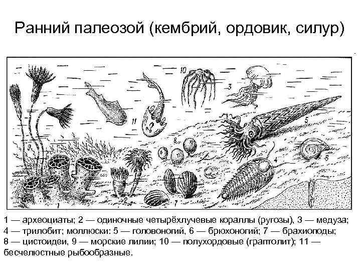 Ранний палеозой (кембрий, ордовик, силур) 1 — археоциаты; 2 — одиночные четырёхлучевые кораллы (ругозы),