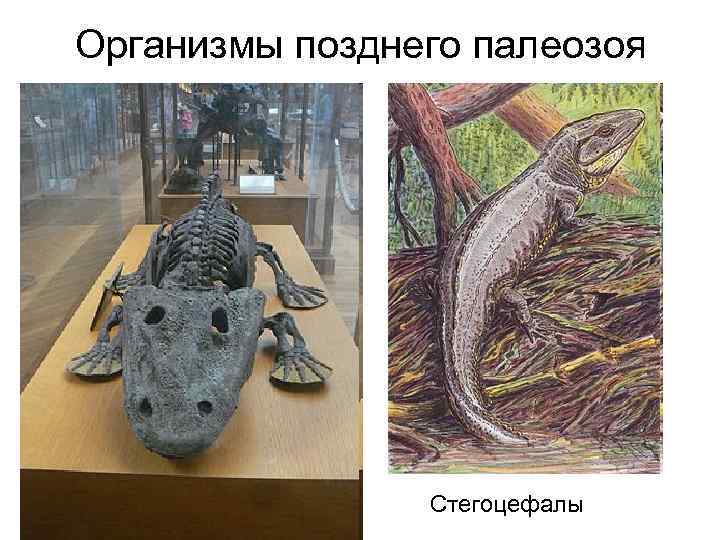 Организмы позднего палеозоя Стегоцефалы 