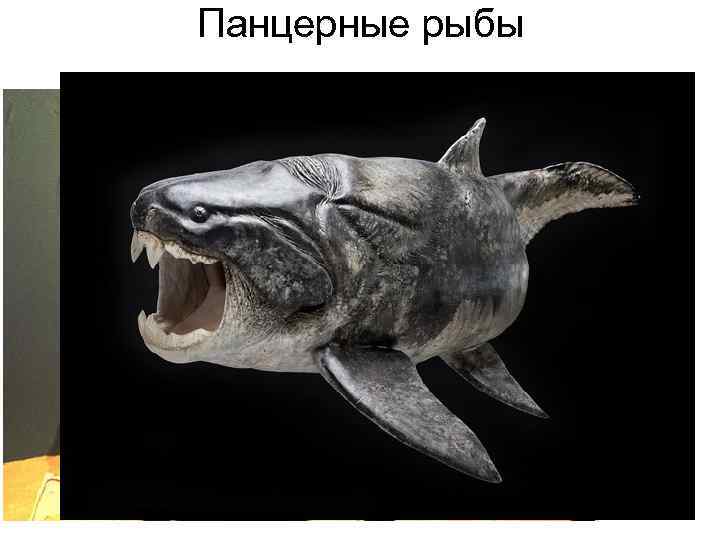 Панцерные рыбы 