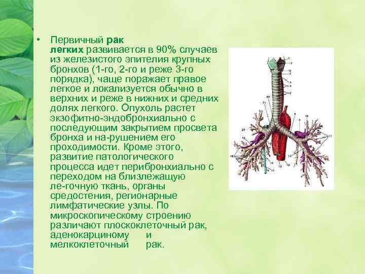  • Первичный рак легких развивается в 90% случаев из железистого эпителия крупных бронхов