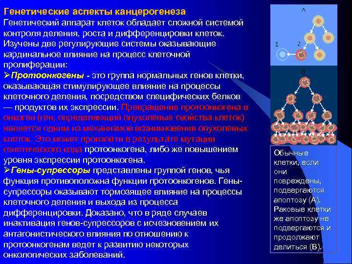 Генетические аспекты канцерогенеза Генетический аппарат клеток обладает сложной системой контроля деления, роста и дифференцировки