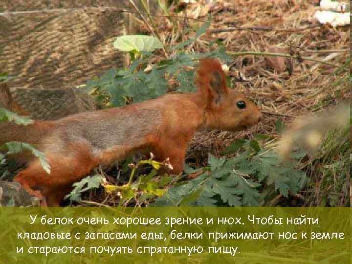 У белок очень хорошее зрение и нюх. Чтобы найти кладовые с запасами еды, белки
