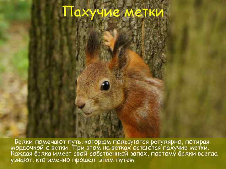 Пахучие метки Белки помечают путь, которым пользуются регулярно, потирая мордочкой о ветки. При этом