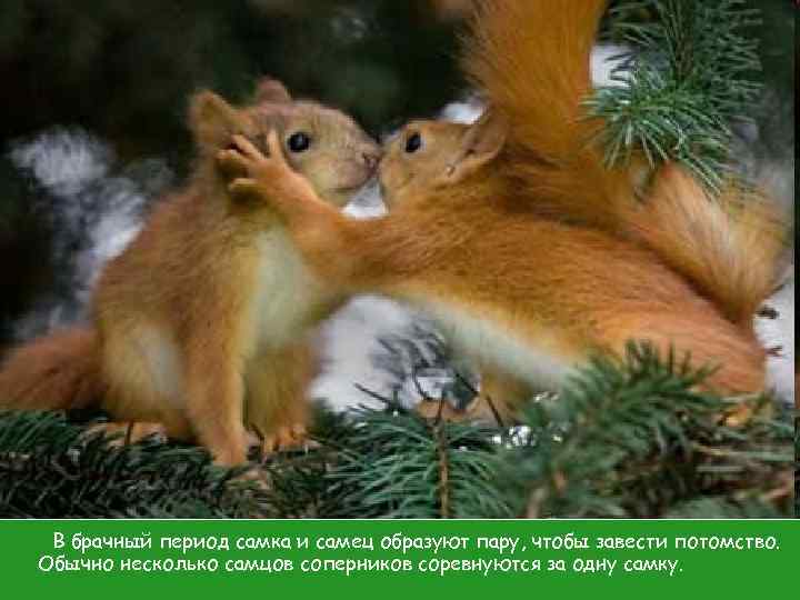 Ухаживание В брачный период самка и самец образуют пару, чтобы завести потомство. Обычно несколько
