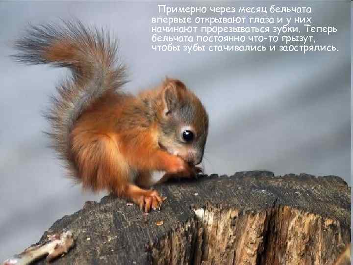 Примерно через месяц бельчата впервые открывают глаза и у них начинают прорезываться зубки. Теперь