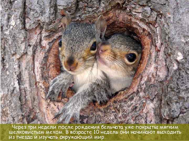 Через три недели после рождения бельчата уже покрыты мягким шелковистым мехом. В возрасте 10
