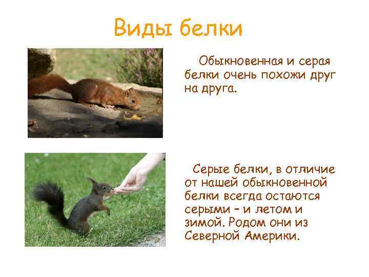 Виды белки Обыкновенная и серая белки очень похожи друг на друга. Серые белки, в