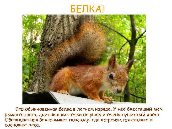 БЕЛКА! Это обыкновенная белка в летнем наряде. У неё блестящий мех рыжего цвета, длинные