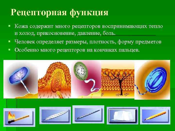 Рецепторная функция § Кожа содержит много рецепторов воспринимающих тепло и холод, прикосновение, давление, боль.