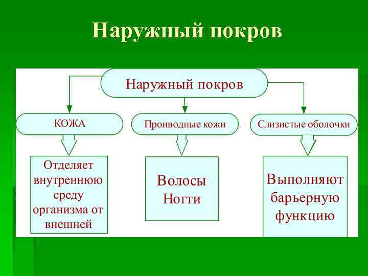 Наружный покров 