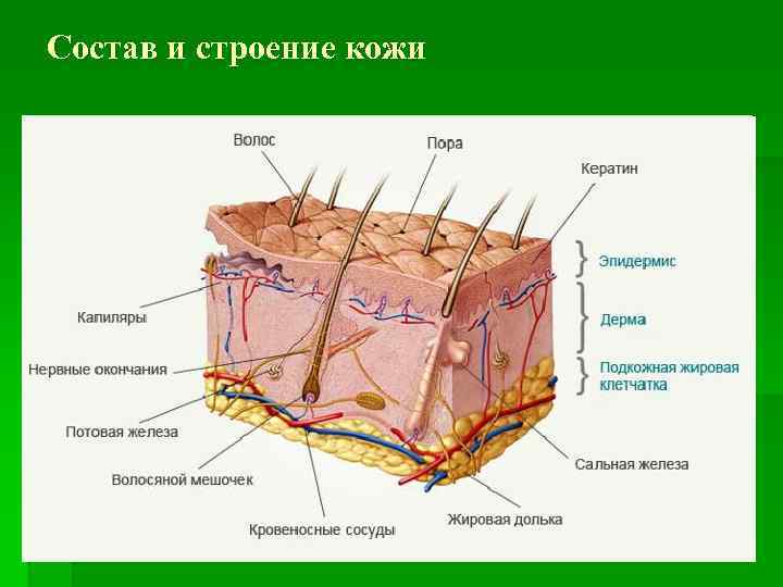 Состав и строение кожи 