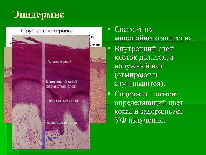 Эпидермис § Состоит из мнослойного эпителия. § Внутренний слой клеток делится, а наружный нет