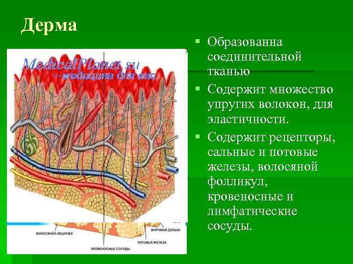 Дерма § Образованна соединительной тканью § Содержит множество упругих волокон, для эластичности. § Содержит