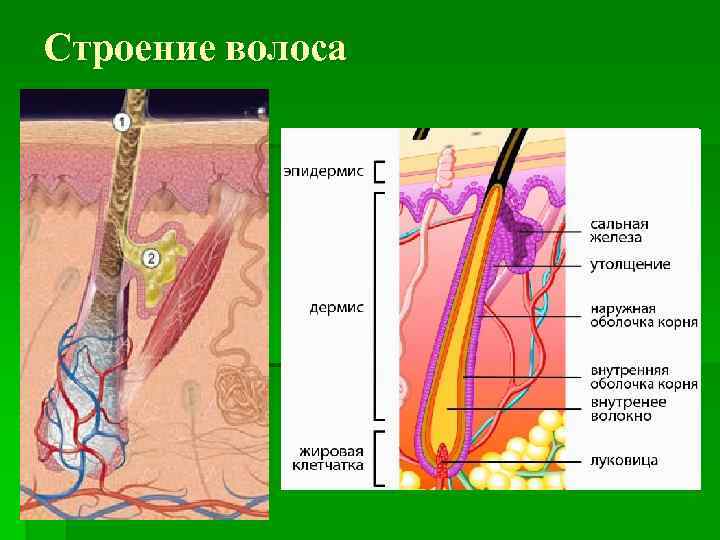 Строение волоса 