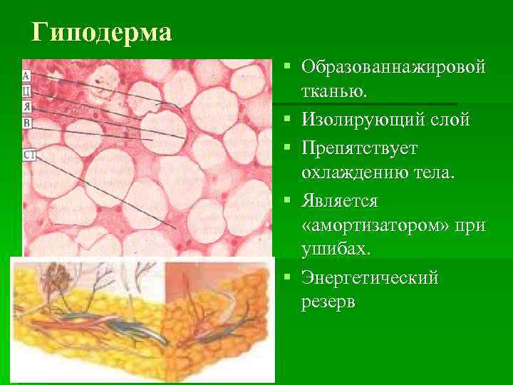 Гиподерма § Образованна жировой тканью. § Изолирующий слой § Препятствует охлаждению тела. § Является
