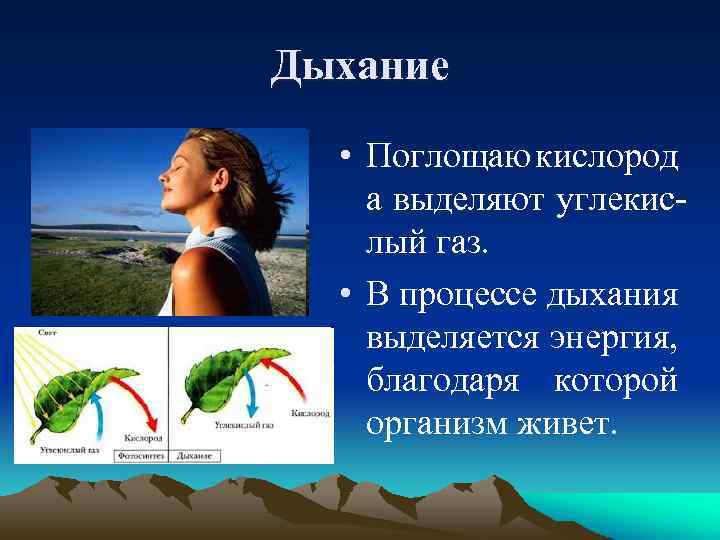 Дыхание • Поглощаю кислород а выделяют углекислый газ. • В процессе дыхания выделяется энергия,