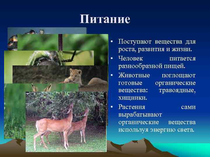 Питание • Поступают вещества для роста, развития и жизни. • Человек питается разнообразной пищей.