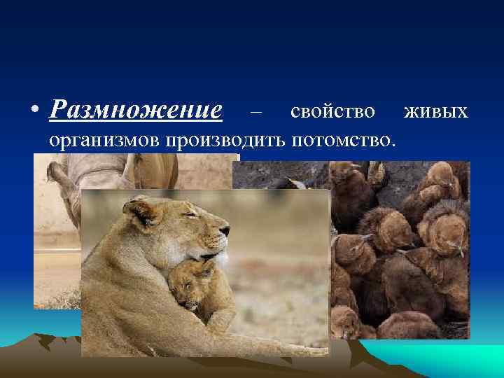  • Размножение – свойство живых организмов производить потомство. 