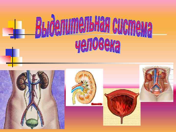 Презентация выделение 8 класс