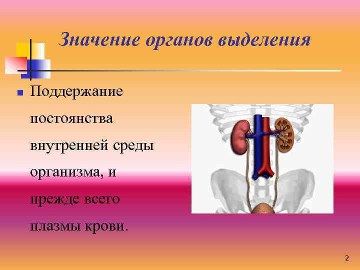 Значение органов выделения n Поддержание постоянства внутренней среды организма, и прежде всего плазмы крови.