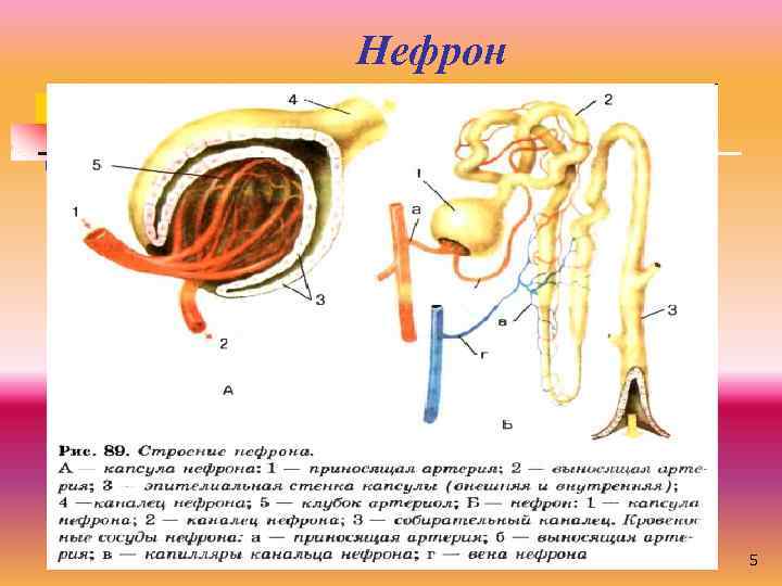 Нефрон 5 