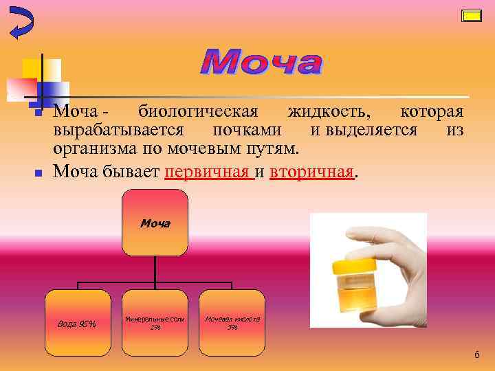 n n Моча - биологическая жидкость, которая вырабатывается почками и выделяется из организма по