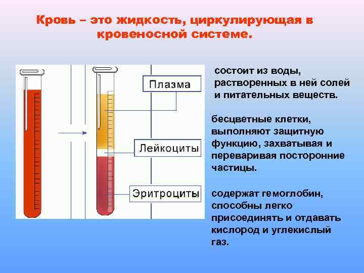 Кровь – это жидкость, циркулирующая в кровеносной системе. состоит из воды, растворенных в ней