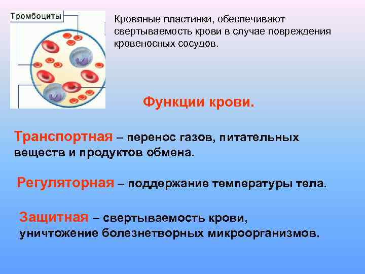 Кровяные пластинки, обеспечивают свертываемость крови в случае повреждения кровеносных сосудов. Функции крови. Транспортная –