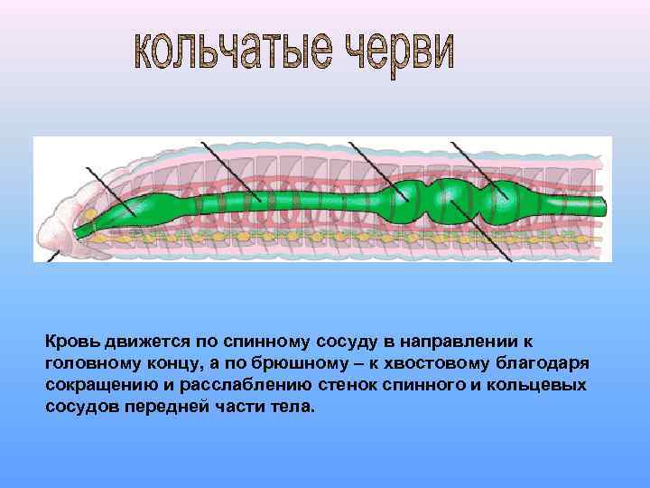 Кровь движется по спинному сосуду в направлении к головному концу, а по брюшному –