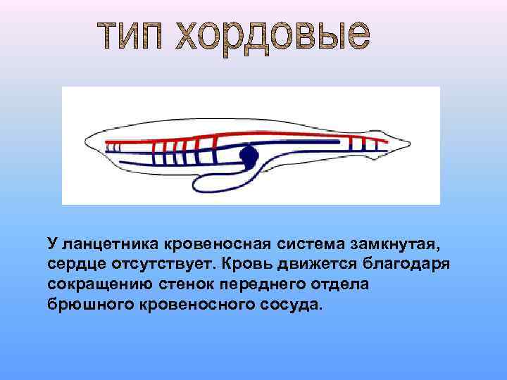 У ланцетника кровеносная система замкнутая, сердце отсутствует. Кровь движется благодаря сокращению стенок переднего отдела