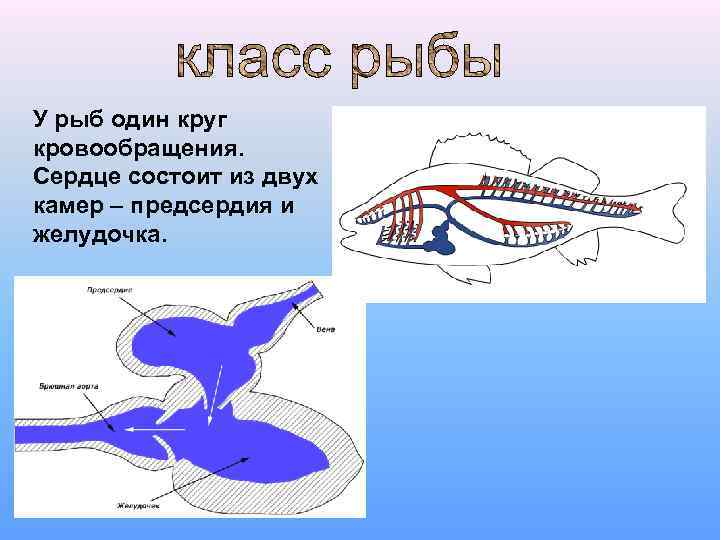 У рыб один круг кровообращения. Сердце состоит из двух камер – предсердия и желудочка.