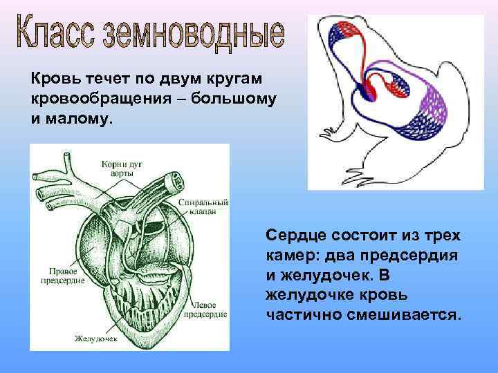 Кровь течет по двум кругам кровообращения – большому и малому. Сердце состоит из трех