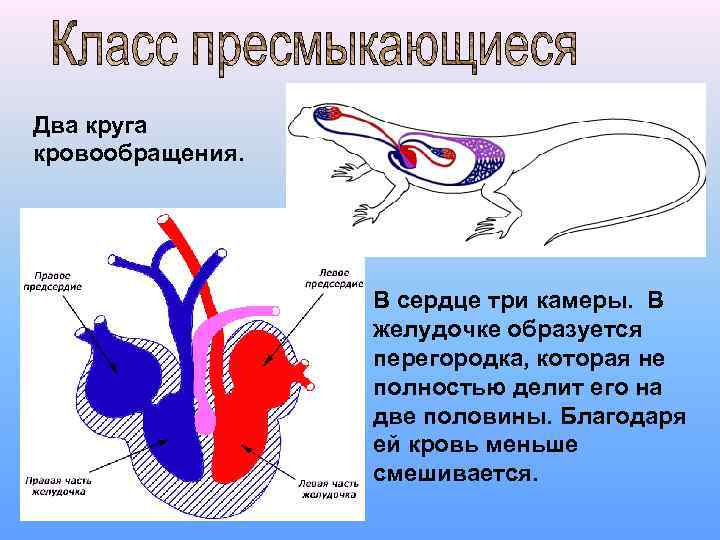 Два круга кровообращения. В сердце три камеры. В желудочке образуется перегородка, которая не полностью