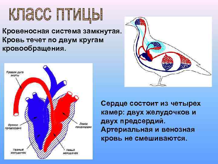 Кровеносная система замкнутая. Кровь течет по двум кругам кровообращения. Сердце состоит из четырех камер: