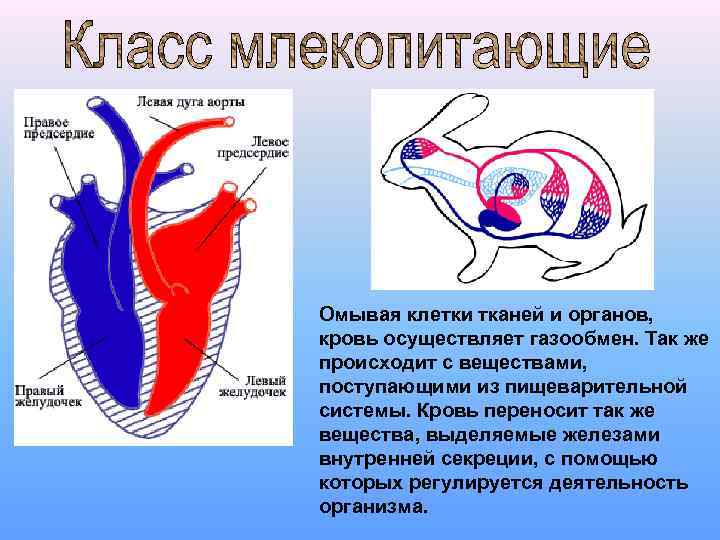 Омывая клетки тканей и органов, кровь осуществляет газообмен. Так же происходит с веществами, поступающими